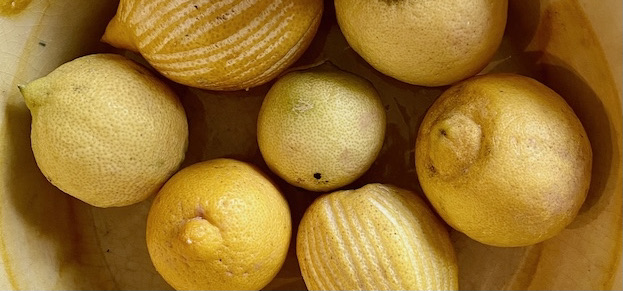 Nyt fra Garden of Lemons